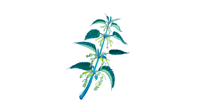 Nettle