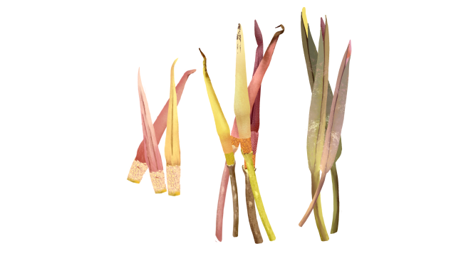 Dragon Stalk Yam