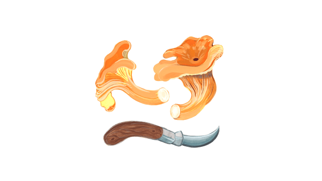 Chanterelle