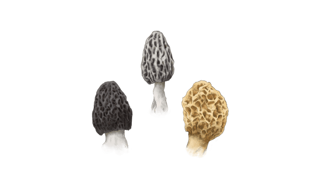 Morel
