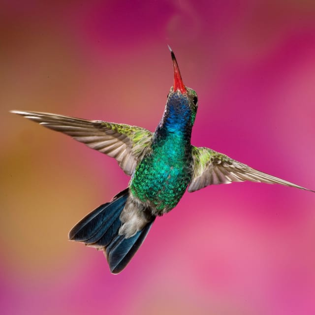 Hummingbird