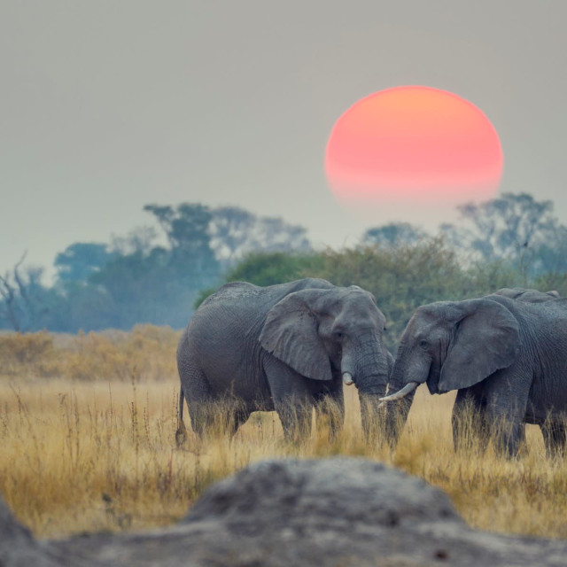 From the Heart — African Kora