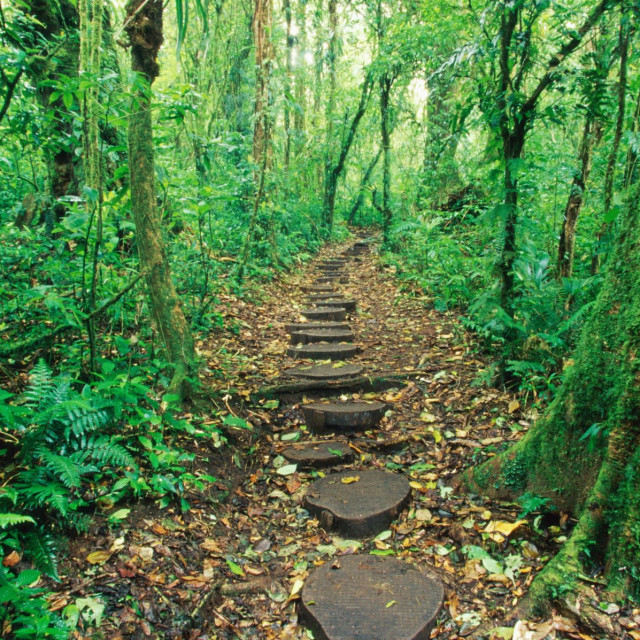 Forest in the Clouds — Malaysia