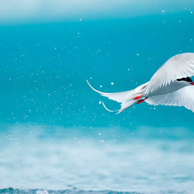 Symphony of Australian Birdsong