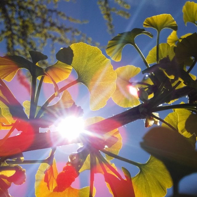 Unfolding Flute Revelation