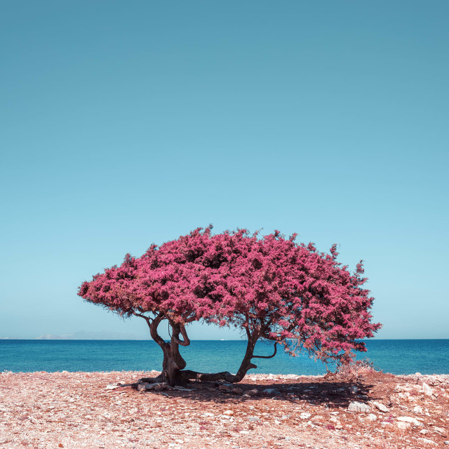 Altered States — Sound to Thought