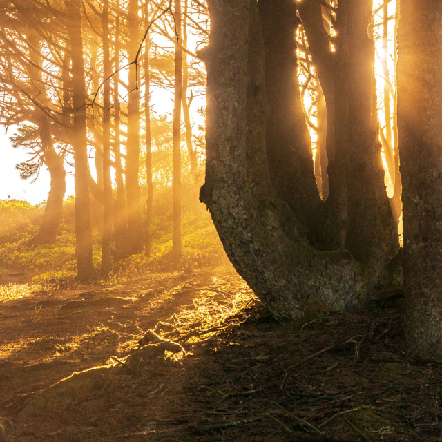 In Light of This — Jazz