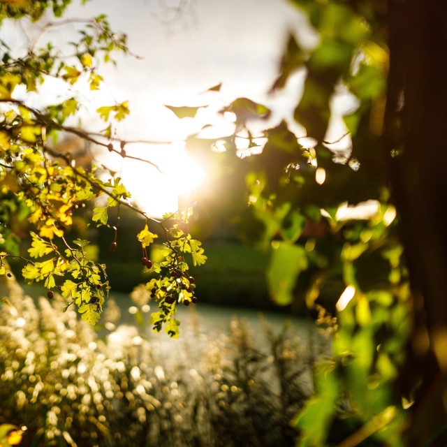 At First Light