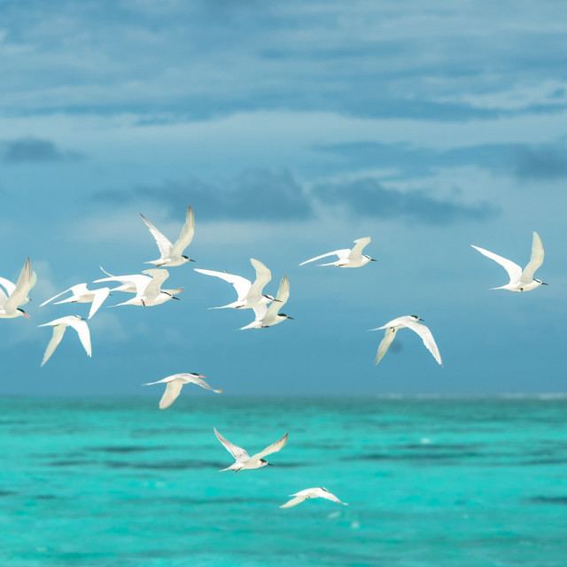 Art of Serenity
