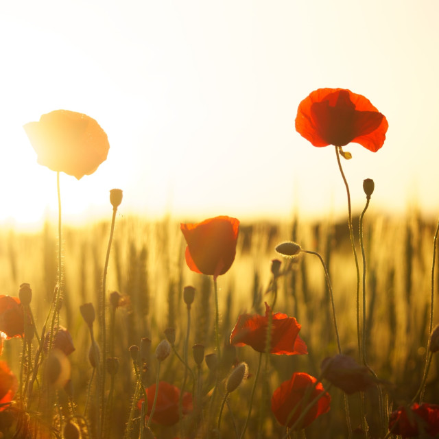 A Gift Remembered