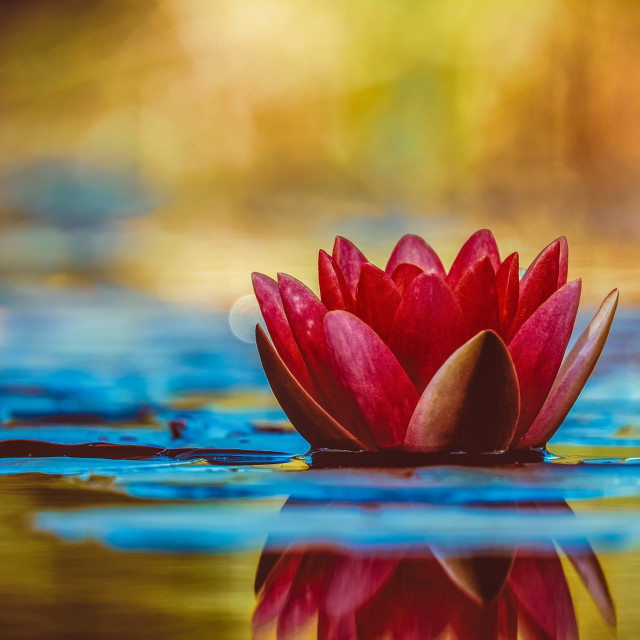 Fragrant Memory