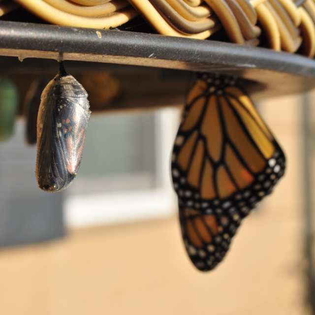 Cocoon