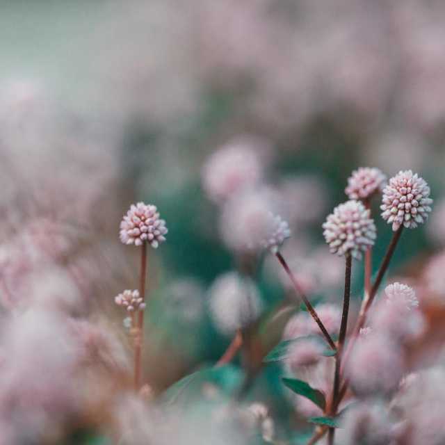 Lily of the Valley