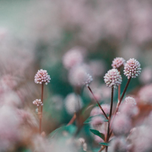 Garden of Delight