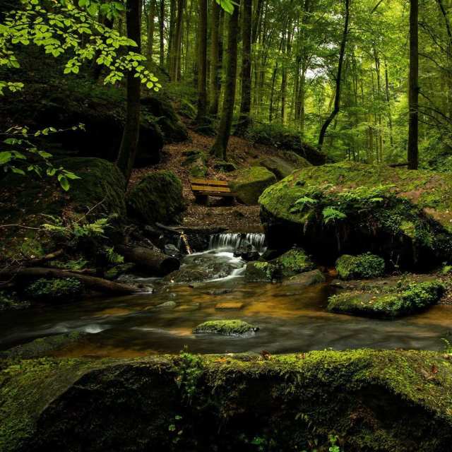 A Dreary Day in the Boreal Rainforest