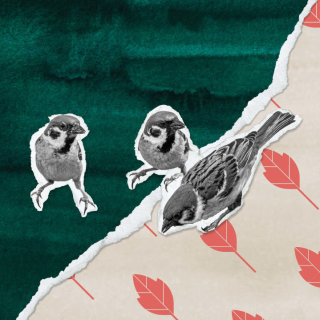 Sparrow Tree Square by A. A. Milne
