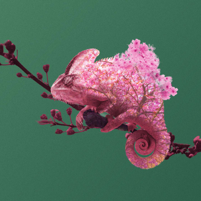 The Blossom Tree