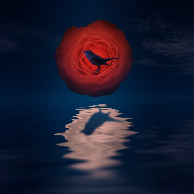 The Nightingale and the Rose