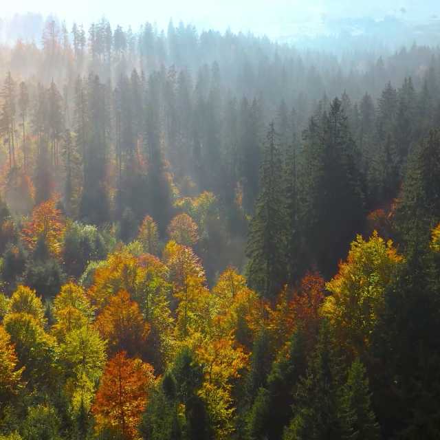 Autumn Breeze
