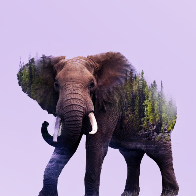 The Elephant's Child by Rudyard Kipling