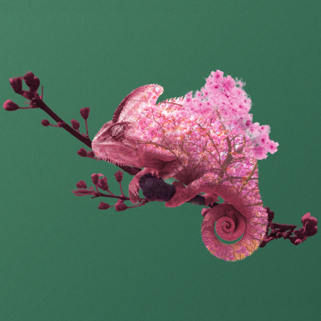 The Blossom Tree
