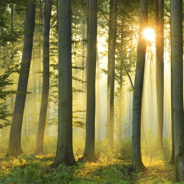 Why You Should Meditate in Nature