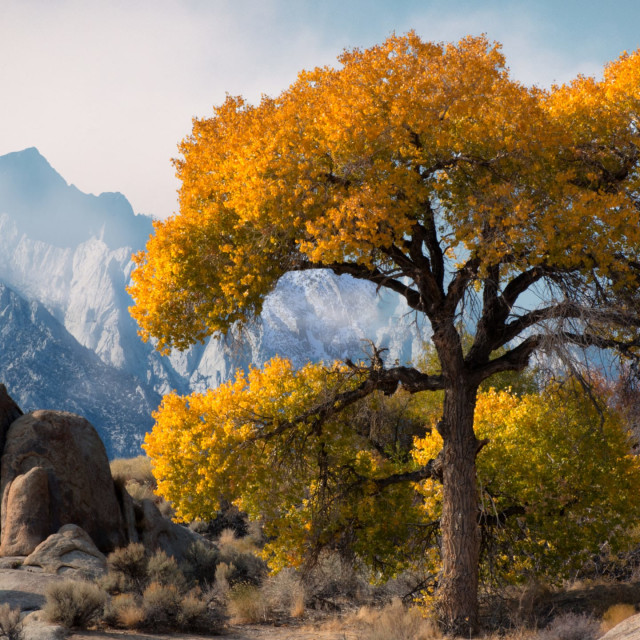 Yoga Nidra: Mountain Journey