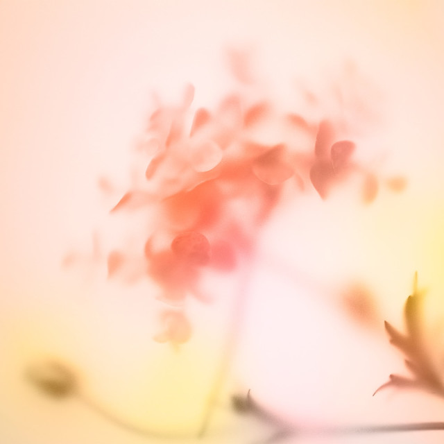 Meditation for a Wandering Mind