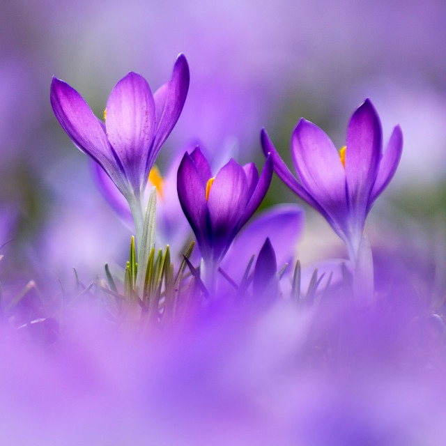 Mastering Mindful Focus