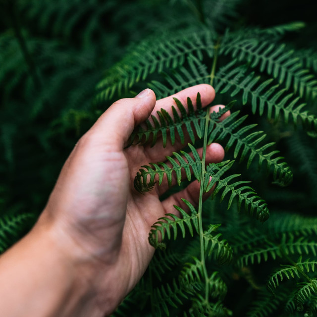 Find Stillness in the Forest