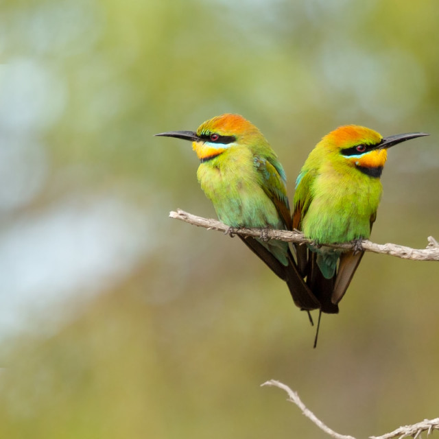 Cultivate a Kind Heart