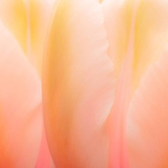 Outlook for Happiness