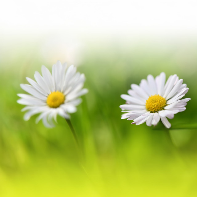 Self-Care With Tonglen Meditation