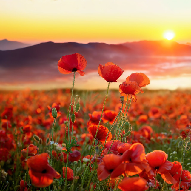 Feel Vibrant and Energized