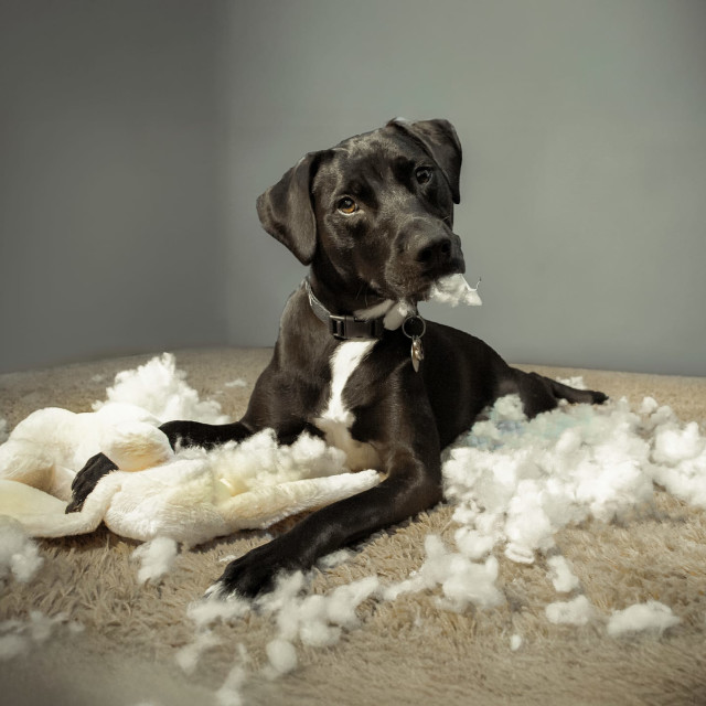 Practice Patience with Your Pet