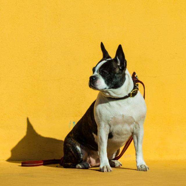 Solar Chakra Balance for Pets