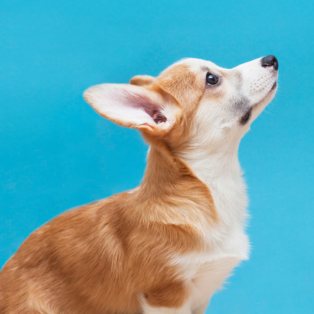 Throat Chakra Balance for Pets