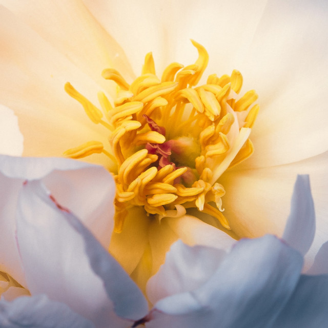 Engaging Imagination: Unfurling Flower