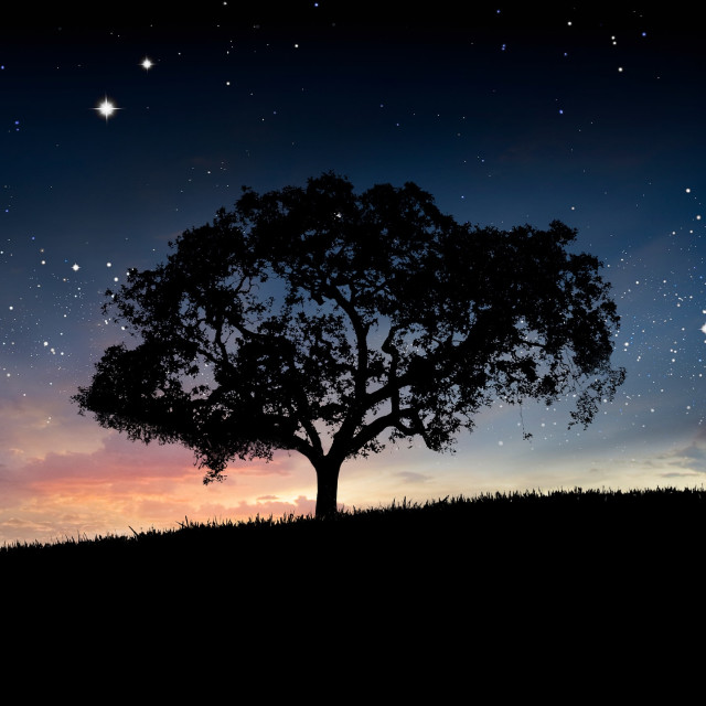 Ground Yourself Like a Tree