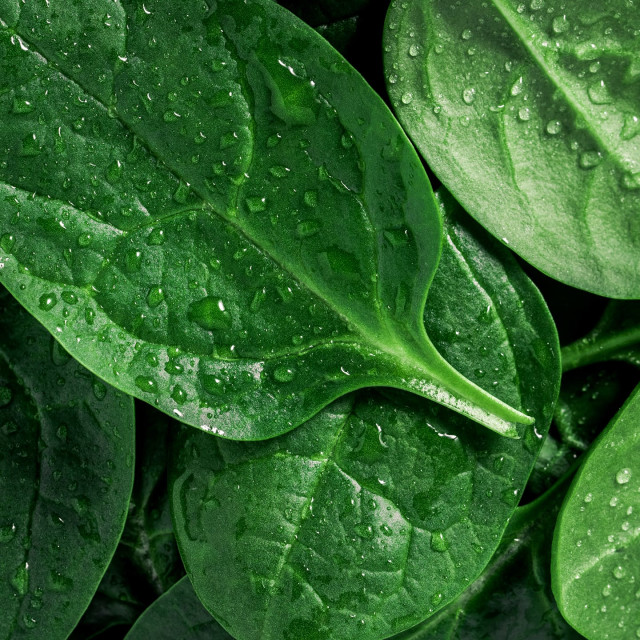 The Benefits of Eating Like a Yogi