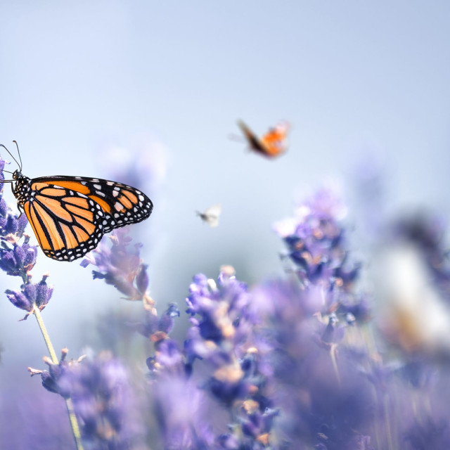 Weight Loss - Visualization