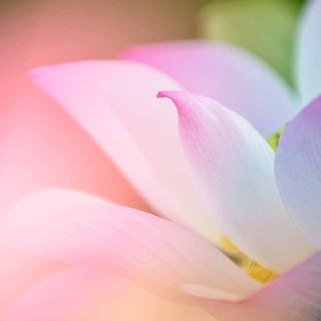 Practice Kindness In Meditation