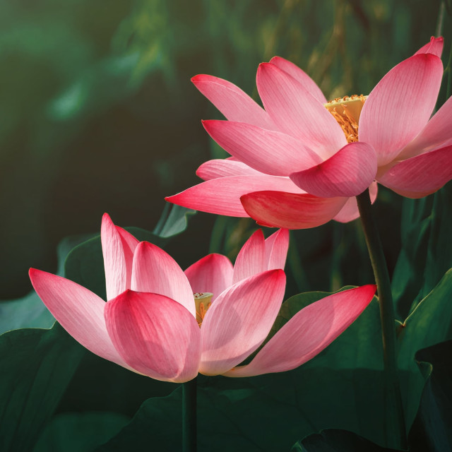 Here’s How I Teach Compassion