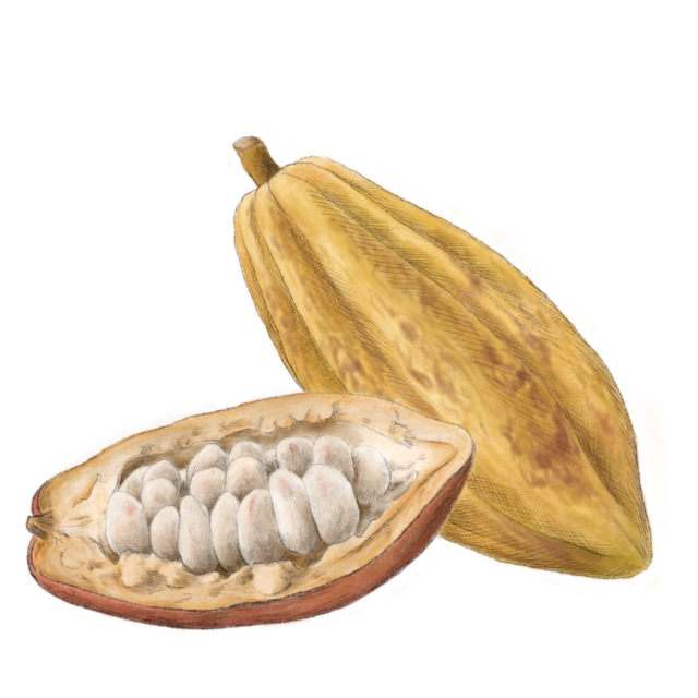 Cacao