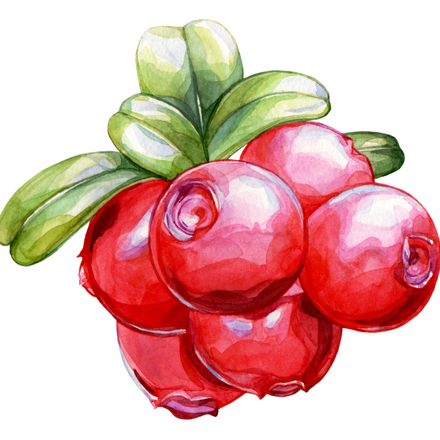 Cranberry