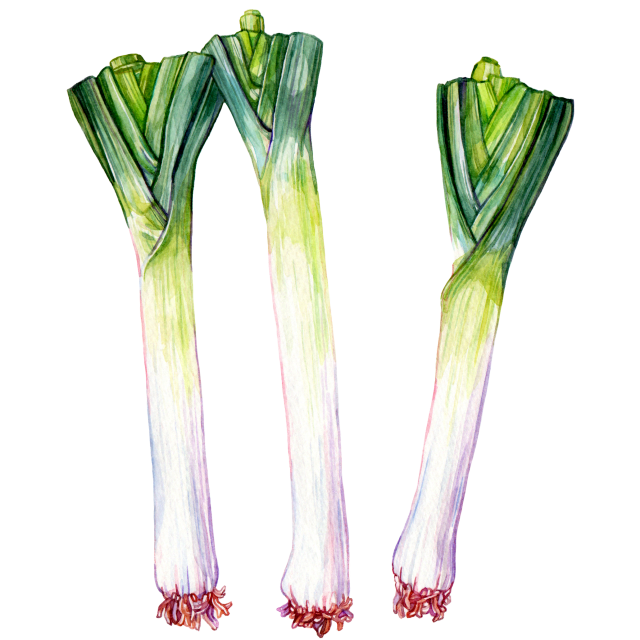 Leek