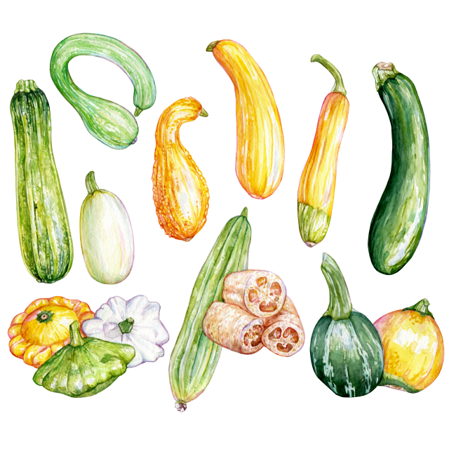 Summer Squash