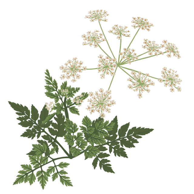 Chervil