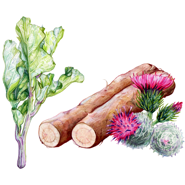 Burdock