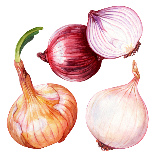 Onion